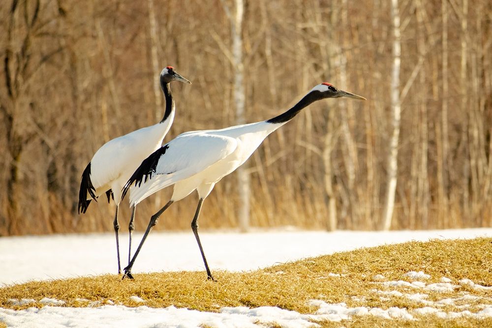 Japan-Hokkaido-Kushiro An adult red-crowned crane prepares to take flight